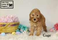 AKC Gage, a male Poodle - Miniature  for sale in Taylorsville, NC – Photo 6 of 10