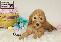 AKC Gage, a male Poodle - Miniature  for sale in Taylorsville, NC – Photo 2 of 10
