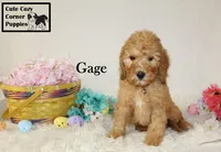 AKC Gage, a male Poodle - Miniature  for sale in Taylorsville, NC – Photo 5 of 10