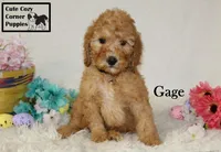 AKC Gage, a male Poodle - Miniature  for sale in Taylorsville, NC – Photo 3 of 10