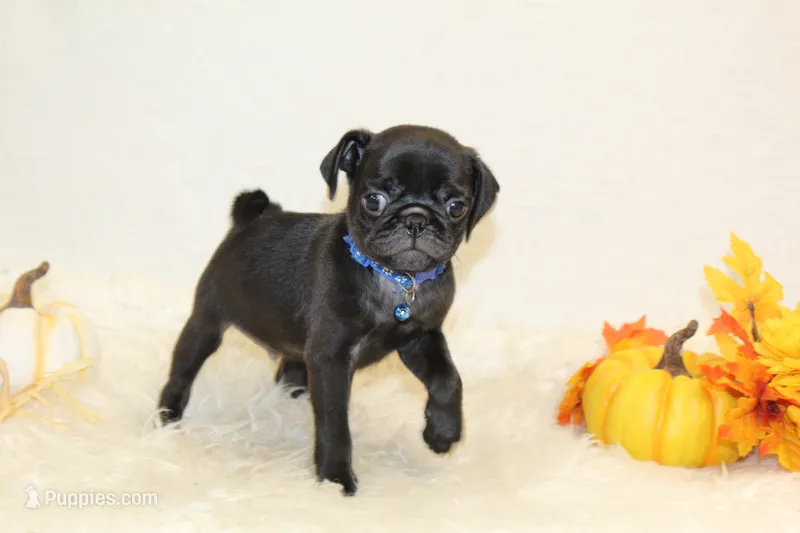 AKC Otis – Pug puppy for sale in Taylorsville, NC