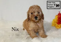 F1B Nix, a male Cavapoo for sale in Taylorsville, NC – 6 of 9
