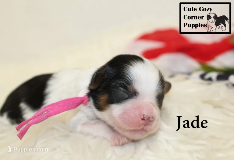 F1 Jade – Cavapoo puppy for sale in Taylorsville, NC