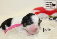 F1 Jade, a female Cavapoo for sale in Taylorsville, NC – 1 of 7