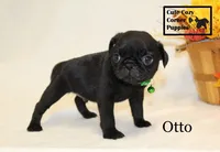 AKC Otto, a male Pug for sale in Taylorsville, NC – 4 of 7