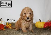 AKC Pippa, a female Poodle - Miniature  for sale in Taylorsville, NC – 7 of 8