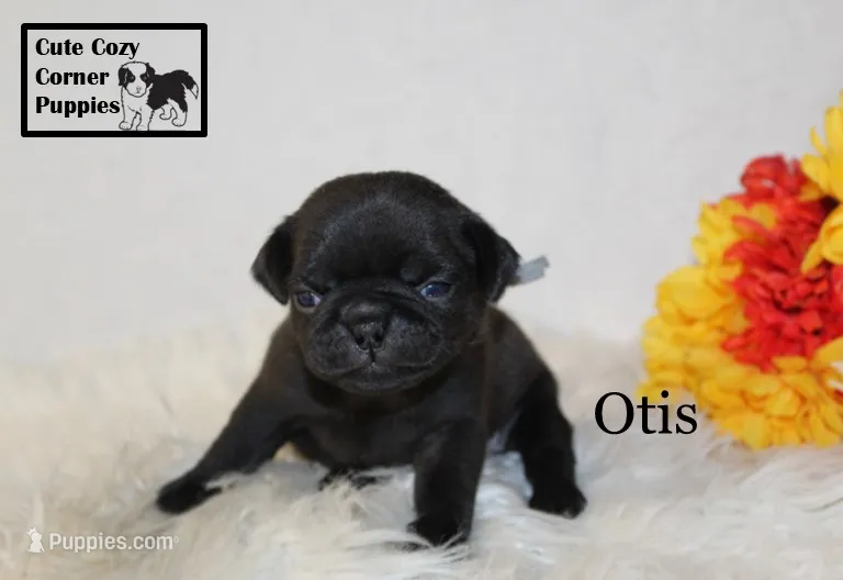 AKC Otis – Pug puppy for sale in Taylorsville, NC