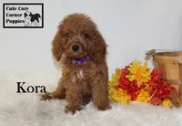 F1B Kora, a female Cavapoo for sale in Taylorsville, NC – 1 of 9
