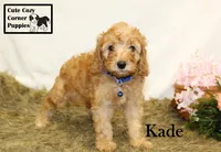 F1B Kade, a male Cavapoo for sale in Taylorsville, NC – 6 of 10