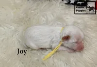 F1 Joy, a female Cavapoo for sale in Taylorsville, NC – 5 of 6