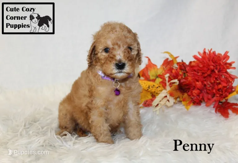 AKC Penny – Poodle - Miniature  puppy for sale in Taylorsville, NC