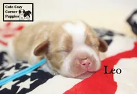 AKC Leo, a male Cavalier King Charles Spaniel for sale in Taylorsville, NC – 2 of 9