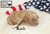 F1B Kash , a male Cavapoo for sale in Taylorsville, NC – 10 of 10