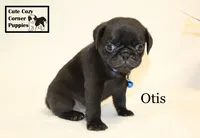 AKC Otis, a male Pug for sale in Taylorsville, NC – 7 of 9