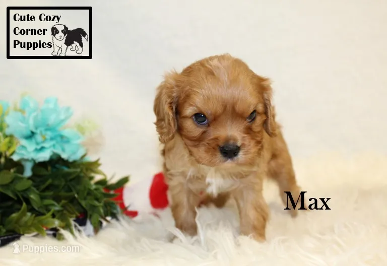 AKC Max – Cavalier King Charles Spaniel puppy for sale in Taylorsville, NC