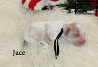 F1 Jace, a male Cavapoo for sale in Taylorsville, NC – 6 of 6