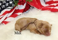 AKC Max, a male Cavalier King Charles Spaniel for sale in Taylorsville, NC – 3 of 9