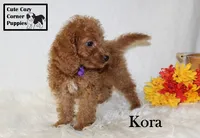 F1B Kora, a female Cavapoo for sale in Taylorsville, NC – 4 of 9
