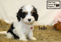 F1 Jade, a female Cavapoo for sale in Taylorsville, NC – 4 of 10