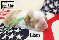 AKC Liam, a male Cavalier King Charles Spaniel for sale in Taylorsville, NC – 8 of 9
