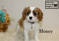 AKC Honey, a female Cavalier King Charles Spaniel for sale in Taylorsville, NC – Photo 3 of 10