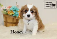 AKC Honey, a female Cavalier King Charles Spaniel for sale in Taylorsville, NC – Photo 4 of 10