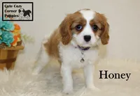 AKC Honey, a female Cavalier King Charles Spaniel for sale in Taylorsville, NC – Photo 2 of 10