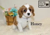 AKC Honey, a female Cavalier King Charles Spaniel for sale in Taylorsville, NC – Photo 5 of 10
