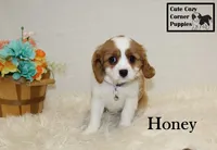 AKC Honey, a female Cavalier King Charles Spaniel for sale in Taylorsville, NC – Photo 9 of 10