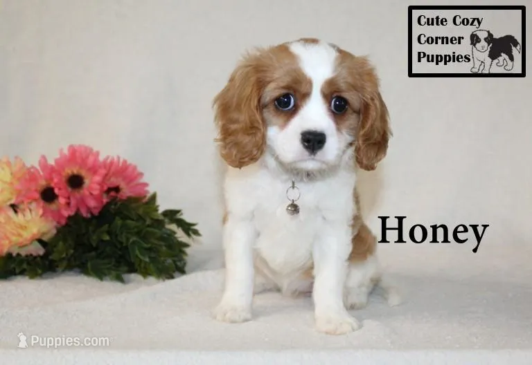 AKC Honey – Cavalier King Charles Spaniel puppy for sale in Taylorsville, NC