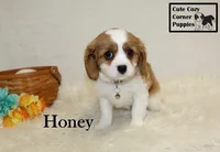 AKC Honey, a female Cavalier King Charles Spaniel for sale in Taylorsville, NC – Photo 10 of 10