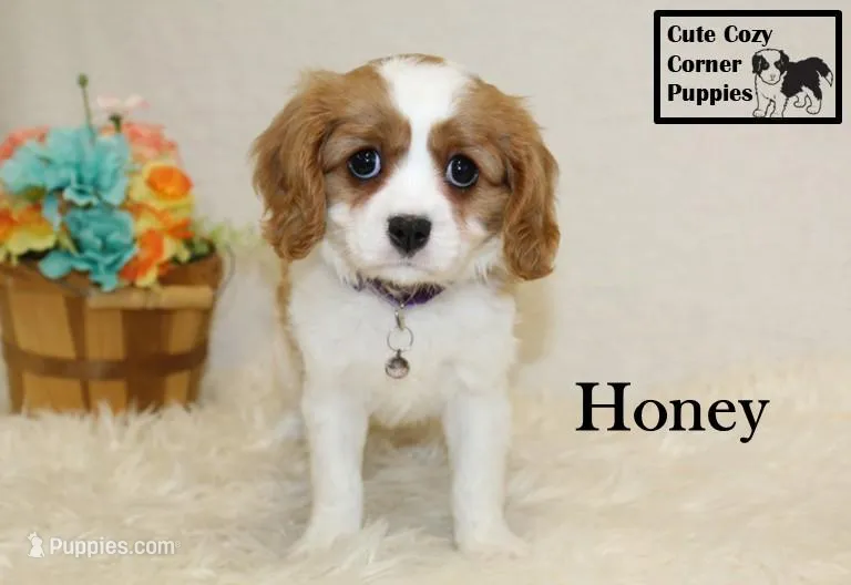 AKC Honey, a female Cavalier King Charles Spaniel for sale in Taylorsville, NC – Photo 1 of 10