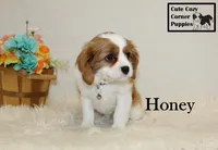 AKC Honey, a female Cavalier King Charles Spaniel for sale in Taylorsville, NC – Photo 8 of 10
