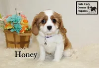 AKC Honey, a female Cavalier King Charles Spaniel for sale in Taylorsville, NC – Photo 7 of 10