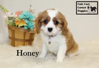 AKC Honey, a female Cavalier King Charles Spaniel for sale in Taylorsville, NC – Photo 6 of 10