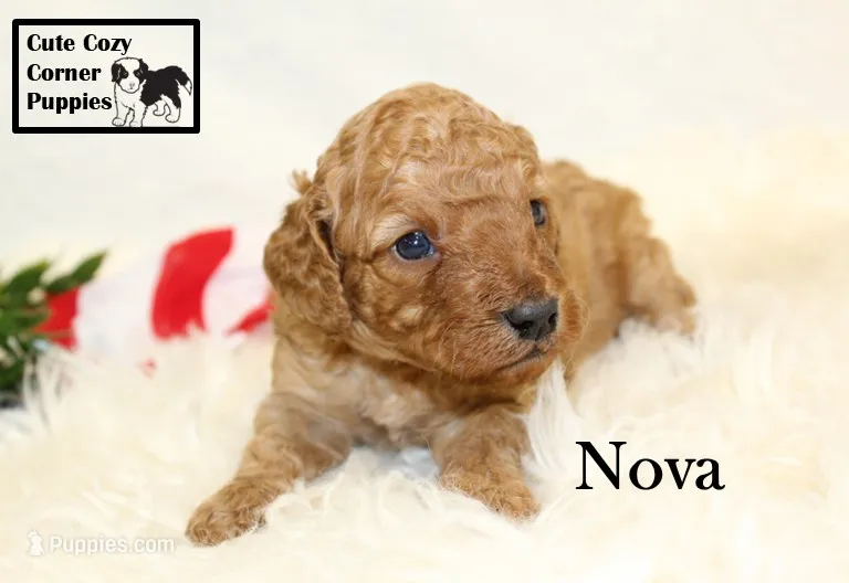 F1B Nova – Cavapoo puppy for sale in Taylorsville, NC
