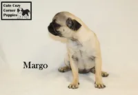 AKC Margo, a female Pug for sale in Taylorsville, NC – 6 of 7