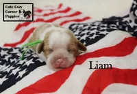 AKC Liam, a male Cavalier King Charles Spaniel for sale in Taylorsville, NC – 4 of 9