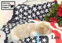 AKC Leo, a male Cavalier King Charles Spaniel for sale in Taylorsville, NC – 8 of 9