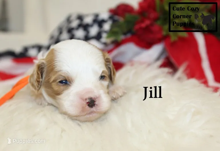 F1 Jill – Cavapoo puppy for sale in Taylorsville, NC