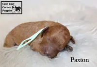 AKC Paxton, a male Poodle - Miniature  for sale in Taylorsville, NC – 6 of 6
