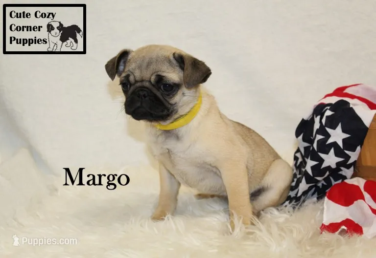 AKC Margo – Pug puppy for sale in Taylorsville, NC