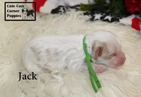 F1 Jack, a male Cavapoo for sale in Taylorsville, NC – 7 of 8