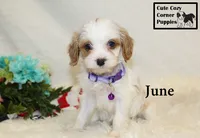 F1 June, a female Cavapoo for sale in Taylorsville, NC – 1 of 10