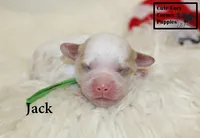 F1 Jack, a male Cavapoo for sale in Taylorsville, NC – 2 of 8