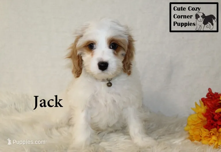F1 Jack – Cavapoo puppy for sale in Taylorsville, NC