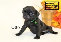 AKC Otto, a male Pug for sale in Taylorsville, NC – 3 of 7