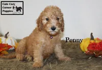 AKC Penny, a female Poodle - Miniature  for sale in Taylorsville, NC – 4 of 6