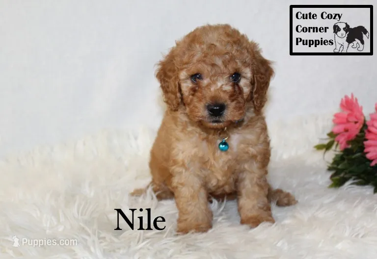 F1B Nile – Cavapoo puppy for sale in Taylorsville, NC