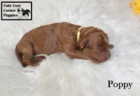 AKC Poppy, a female Poodle - Miniature  for sale in Taylorsville, NC – 4 of 6